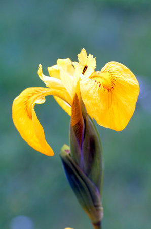 Detail of the flowers of the yellow iris (Iris pseudacorus)の写真素材