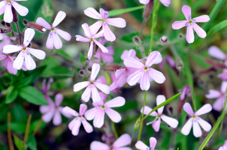 Flowers of the rock soapwort (Saponaria ocymoides)の写真素材