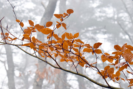 Dry or marcescent leaves of the beech (Fagus sylvatica) in winterの写真素材
