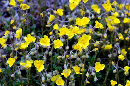 The hoary rockrose (Helianthemum oelandicum) in flower. It is a rocky plant from calcareous soils.の写真素材