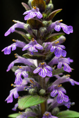 Bugle flowers (Ajuga reptans) with a dark background