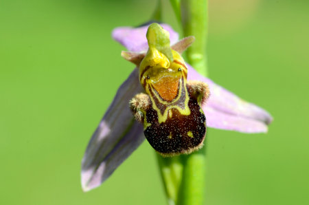 The bee orchid (Ophrys apifera) in bloomの写真素材