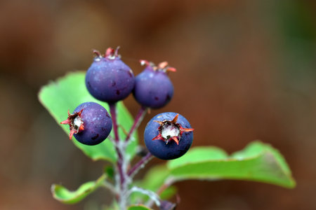 Ripe fruits of the snowy mespilus (Amelanchier ovalis)