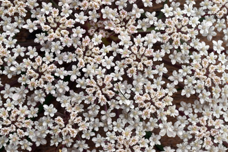 Macrophotography of the white flowers of the wild carrot (Daucus carota)