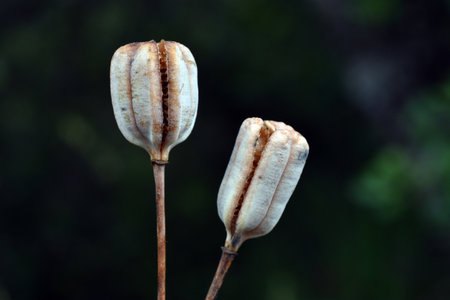 Fruits of Pyrenean fritillary (Fritillaria pyrenaica)