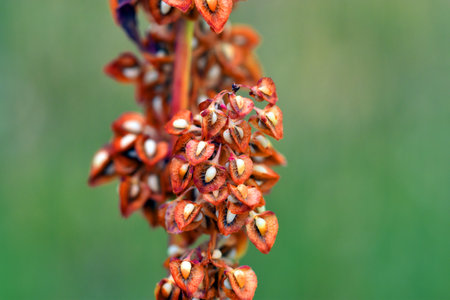 Fruits and seeds of sorrel (Rumex sp)の写真素材
