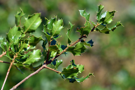 Branches with leaves of the Kermes oak (Quercus coccifera)の写真素材