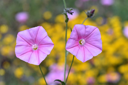 Pink flowers of the Cantabrian morning glory (Convolvulus cantabrica) in a meadow with a yellow...