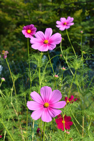 Pink flowers of the garden cosmos (Cosmos bipinnatus)の写真素材