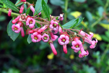 Detail of the pink flowers of red escallonia (Escallonia rubra)の写真素材