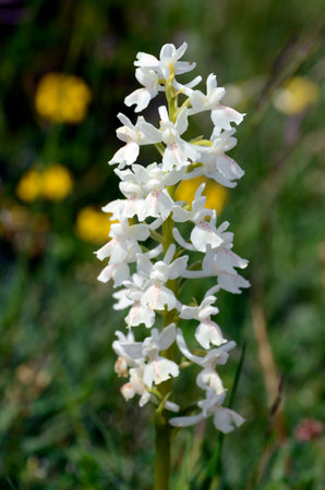White or albino variety of the wild orchid Orchis masculaの写真素材