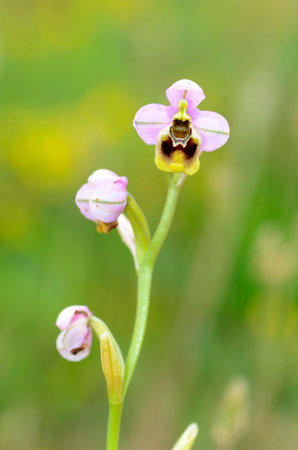The sawfly orchid (Ophrys tenthredinifera) in flower growing in a meadowの写真素材