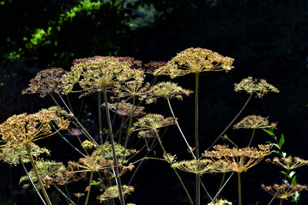 Fruits of the plant hogweed (Heracleum sphondylium)