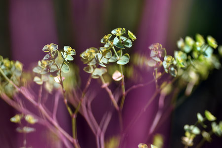 Detail of a European spurge (Euphorbia sp)の写真素材