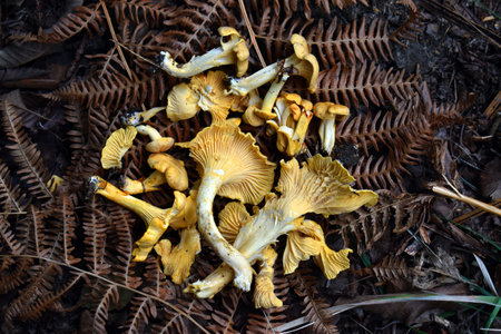 Group of the golden chanterelle (Cantharellus cibarius) on fernsの写真素材