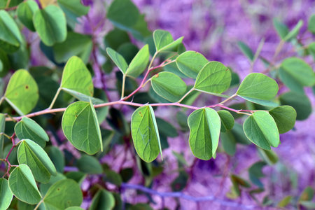 Detail of the green leaves and a branch of Bauhinia galpiniiの写真素材