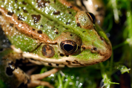 Macro photography of the head of the Perez's frog (Pelophylax perezi)の写真素材