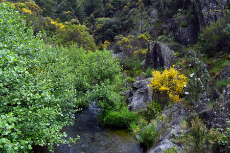 Alder (Alnus glutinosa) next to a river with Cistus ladanifer and Cytisus scopariusの写真素材