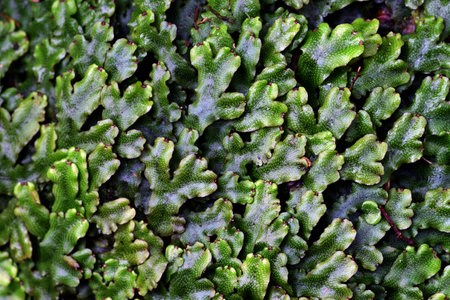 Detail of the green leaves or thallus of the liverwort Conocephalum conicumの写真素材
