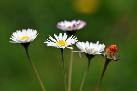 Group of daisy flowers (Bellis perennis) with a green background.の写真素材