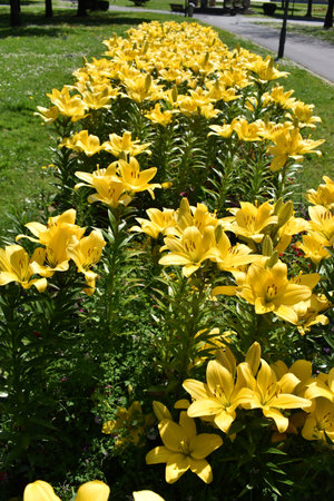 Yellow flowers of Lilium LA hybrid var. Nashville grown in a park in springの写真素材