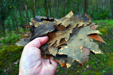 Leaf litter or dry leaves on a hand picked up from the groundの写真素材