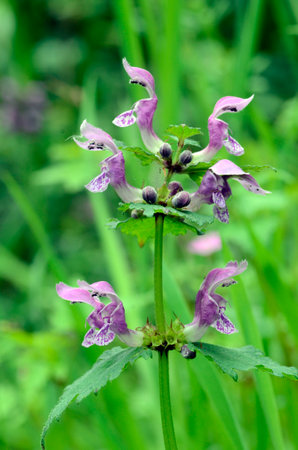 Purple flowers of purple dragon (Lamium maculatum).の写真素材