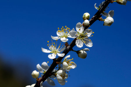 A branch of blackthorn (Prunus spinosa) with its white flowers and a blue sky in springの写真素材