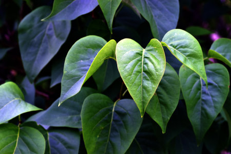 Detail of the green leaves of the lilac (Syringa vulgaris)の写真素材