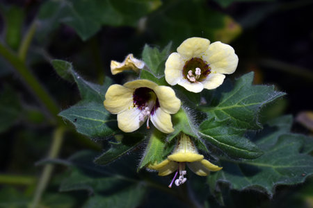 Henbane flowers (Hyoscyamus niger), a toxic, hallucinogenic and medicinal speciesの写真素材