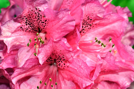Cluster of pink flowers of the tree rhododendron (Rhododendron arboreum)の写真素材