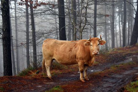 A brown cow on a path next to a foggy pine forestの写真素材