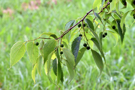 Leaves and green fruits of the European nettle tree (Celtis australis)