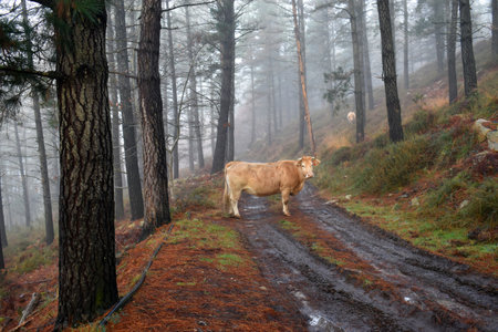 A brown cow on a path next to a foggy pine forestの写真素材