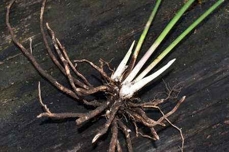 Roots (rhizomes) and tender shoots of butcher's broom (Ruscus acualeaus), a medicinal plantの写真素材