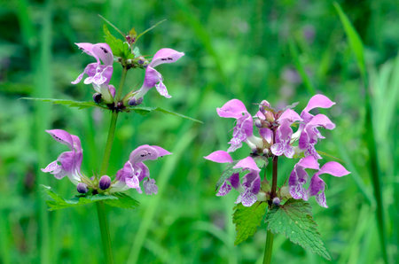Purple flowers of purple dragon (Lamium maculatum).の写真素材