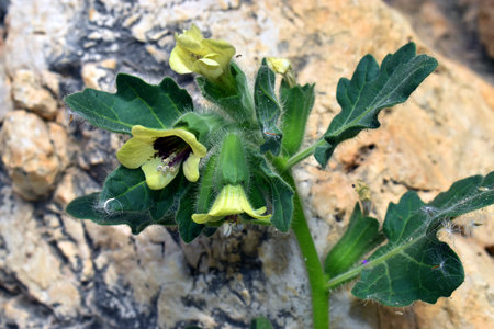 The Henbane plant (Hyoscyamus niger), a toxic, hallucinogenic and medicinal speciesの写真素材