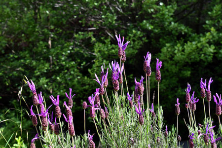 Purple flowers of Spanish Lavender (Lavandula pedunculata), a plant from the Mediterranean regionの写真素材
