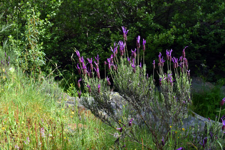 Purple flowers of Spanish Lavender (Lavandula pedunculata), a plant from the Mediterranean regionの写真素材