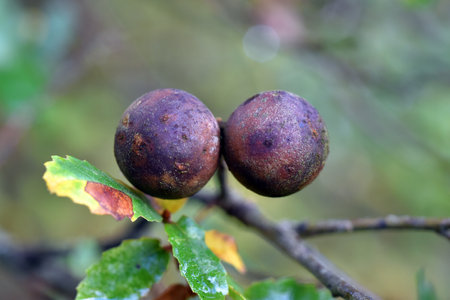 Galls or cecidia produced by an insect on an oak treeの写真素材