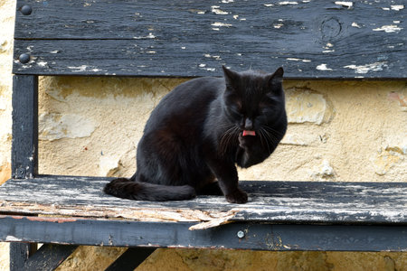 Black stray cat on a wooden bench in a village houseの写真素材