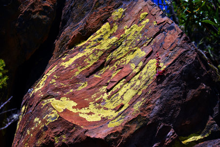 A yellow crustose lichen on a rockの写真素材