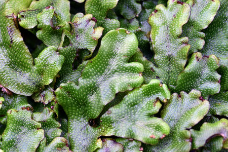 Detail of the green leaves or thallus of the liverwort Conocephalum conicumの写真素材