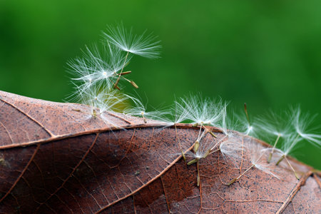 Dandelion pappus (Taraxacum officinale) perched on a dry leaf.の写真素材