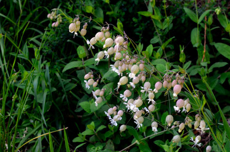 The bladder campion (Silene vulgaris) with its white flowers in spring.の写真素材
