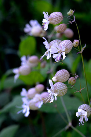 The bladder campion (Silene vulgaris) with its white flowers in spring.の写真素材
