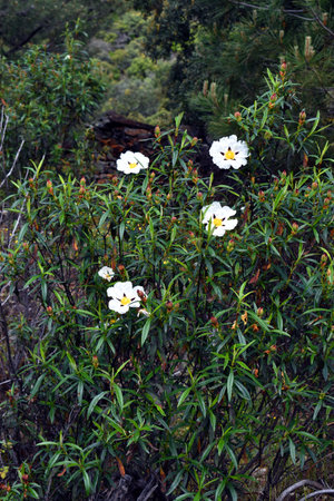 The Mediterranean shrub Cistus ladanifer with its white flowers in springの写真素材