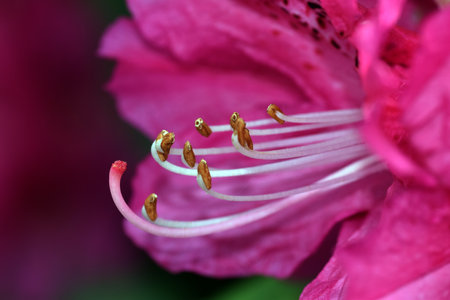 Macrophotography of a flower of the tree rhododendron (Rhododendron arboreum) showing its stamens and pistilの写真素材