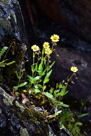 Flowers of spotted rock rose (Tuberaria guttata) growing among rocksの写真素材