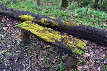 Moss covered wooden bench in a damp wooded areaの写真素材